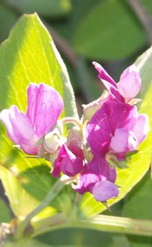 Beach pea flowers found at the point (photo by Webmaster)