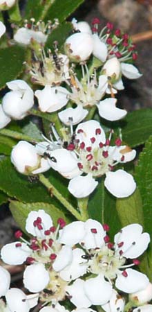Black chokeberry growing between the rocks at the point (photo by Webmaster)