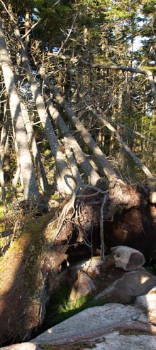 Uprooted trees along Ship Harbor Trail (photo by Webmaster)