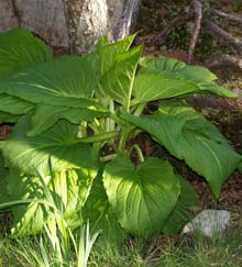 Skunk cabbage (photo by Webmaster)