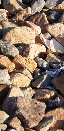 Rocks and shells on the gravel bar in Ship Harbor (photo by Webmaster)