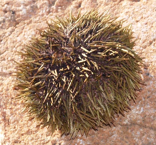 Sea urchin shell on the gravel bar in Ship Harbor (photo by Webmaster)