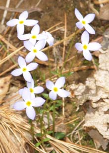 Bluets (photo by Webmaster)