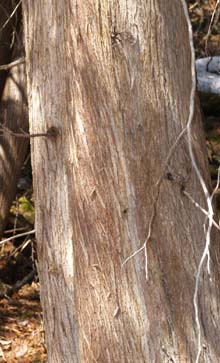 Cedar trunk (photo by Webmaster)