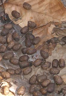 Deer scat (photo by Webmaster)