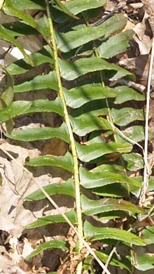 Christmas fern leaflets (photo by Webmaster)