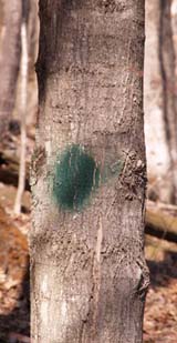 Green Trail blaze (photo by Webmaster)