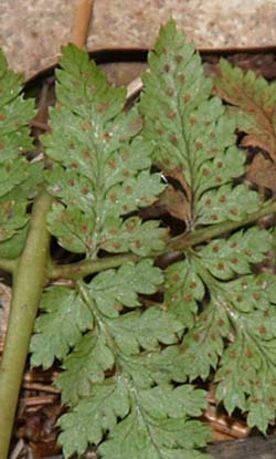 Sori on spinulose woodfern leaflets (photo by Webmaster)