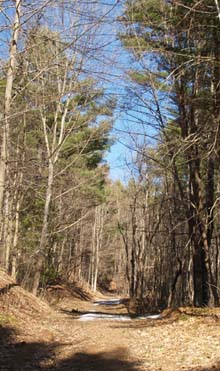 Logging Road (photo by Webmaster)