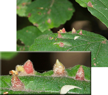 Cone galls on witch hazel leaves (photo by Webmaster)