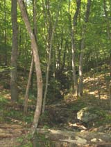Along Ben Utter Trail (photo by Webmaster)