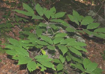 Low-growing American Chestnut tree (photo by Webmaster)