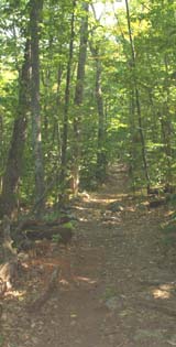 Trail between Falls River Road and old picnic area (photo by Webmaster)