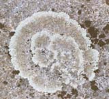 Lichen on summit (photo by Webmaster)