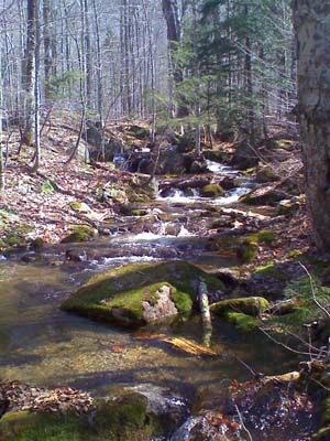Stream along Pine Bend Brook Trail (photo by Bill Mahony)
