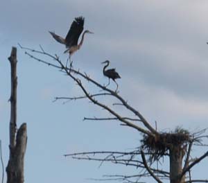 Great blue herons out on a limb (photo by Webmaster)