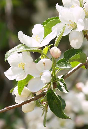 Close-up of a flowering shrub along the gravel road (photo by Webmaster)