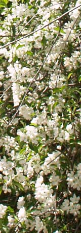 Flowering shrub along the gravel road (photo by Webmaster)