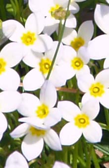 Bluets blooming by the graveyard (photo by Webmaster)