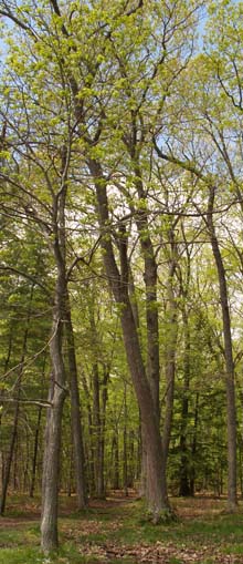 Woods next to the waterfront area (photo by Webmaster)