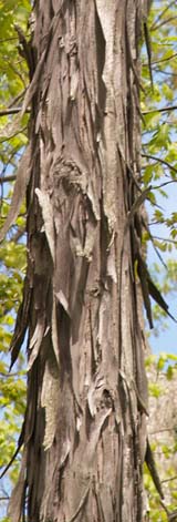 Shagbark hickory trunk (photo by Webmaster)