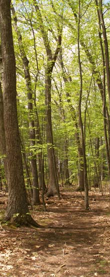 Woods trail (photo by Webmaster)