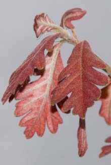 Tiny oak leaves that are barely an inch long (photo by Webmaster)