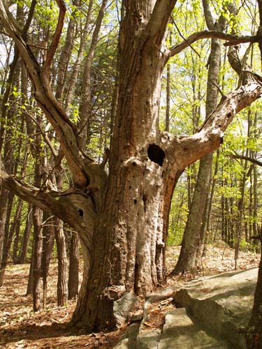 Holow tree (photo by Webmaster)