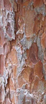 Red pine trunk (photo by Webmaster)