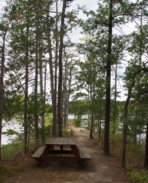 Picnic table and pitch pines on the peninsula (photo by Webmaster)