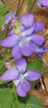 Violets (photo by Webmaster)