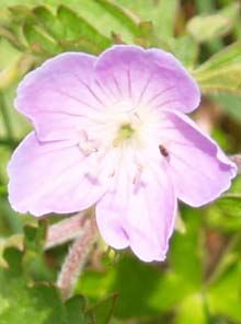 Wild geranium bloom (photo by Webmaster)