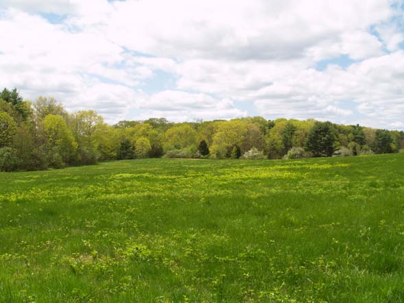 View of the fields from one of the mowed meadow paths (photo by Webmaster)