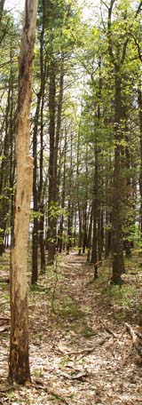 Woods trail at the base of the meadows (photo by Webmaster)