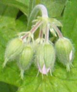 Wild geranium buds (photo by Webmaster)