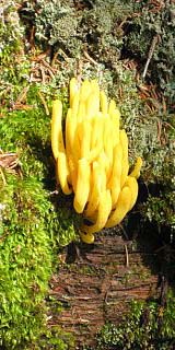 Spindle-shaped yellow coral (photo by Sue Murphy)