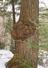 Funny tree along Manning Trail (photo by Webmaster)