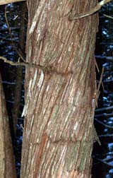 Cedar trunk (photo by Webmaster)