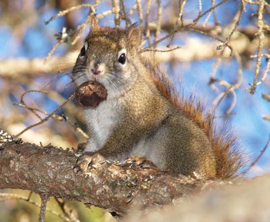 Red squirrel (photo by Webmaster)