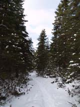 The trail (photo by Webmaster)