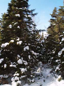 The trail (photo by Webmaster)