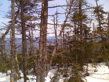 Obstructed view to the north from near Mt. Passaconaway's summit (photo by Bill Mahony)