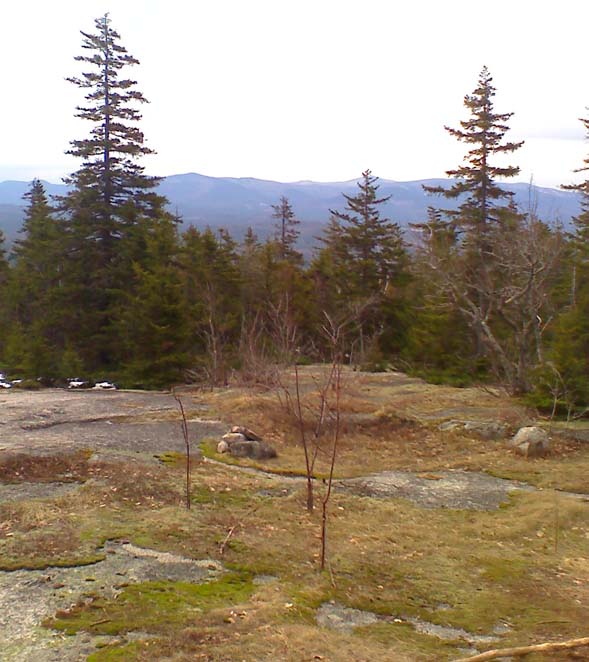 Blueberry barrens on Blueberry Ledge Trail (photo by Bill Mahony)