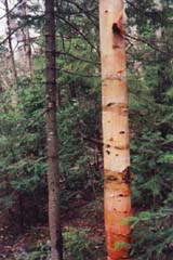 Trees (photo by Webmaster)