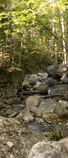 Stream just above Centennial Pool (photo by Webmaster)