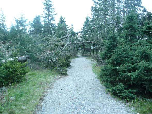 Wonderland Trail (photo by Chip Lary)
