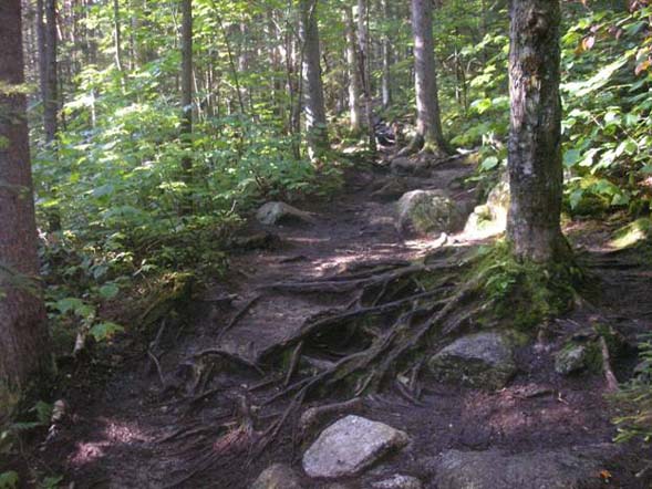 Roots on Zealand Trail (photo by Kathy V.)