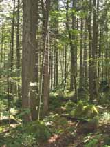 Zealand Trail (photo by Webmaster)