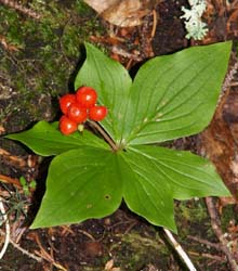Bunchberry in fruit (photo by Webmaster)