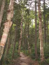 Paper birches on Zealand Trail (photo by Webmaster)